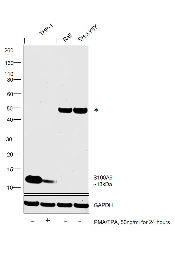 S100A9 Antibody