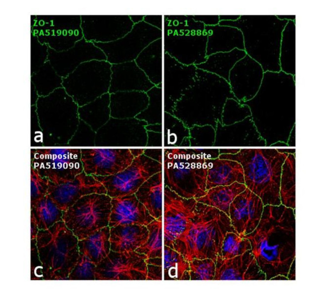 ZO-1 Antibody