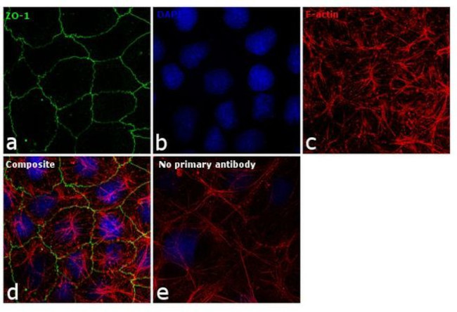 ZO-1 Antibody in Immunocytochemistry (ICC/IF)