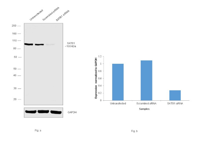 SATB1 Antibody