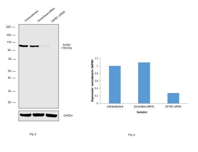 SATB1 Antibody in Western Blot (WB)