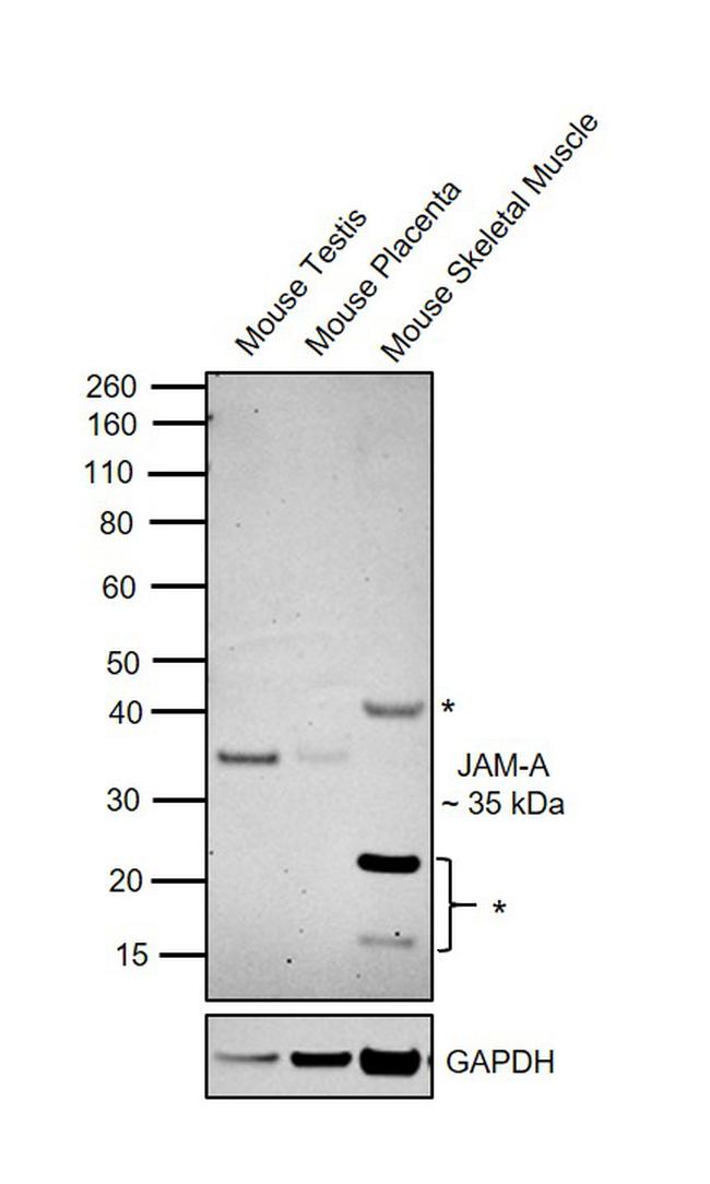 JAM-A (CD321) Antibody in Western Blot (WB)