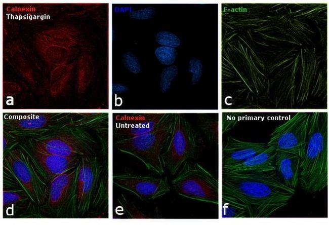 Calnexin Antibody