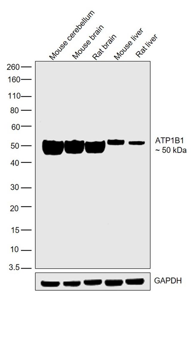 ATP1B1 Antibody in Western Blot (WB)