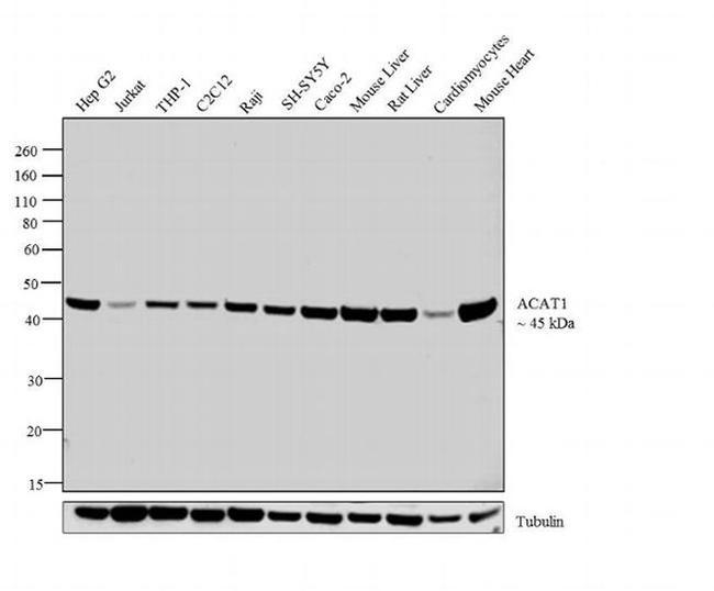 ACAT1 Antibody in Western Blot (WB)