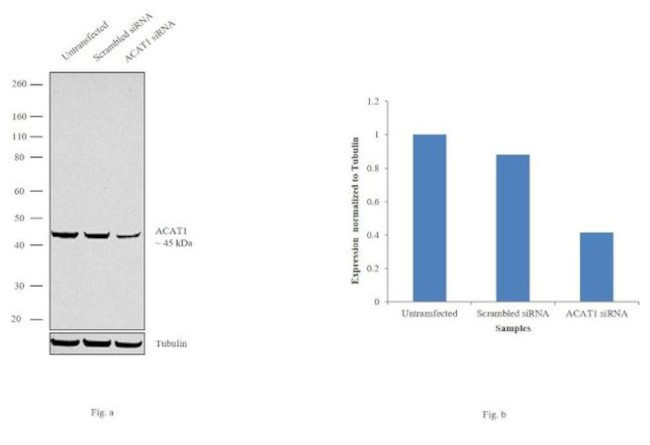 ACAT1 Antibody