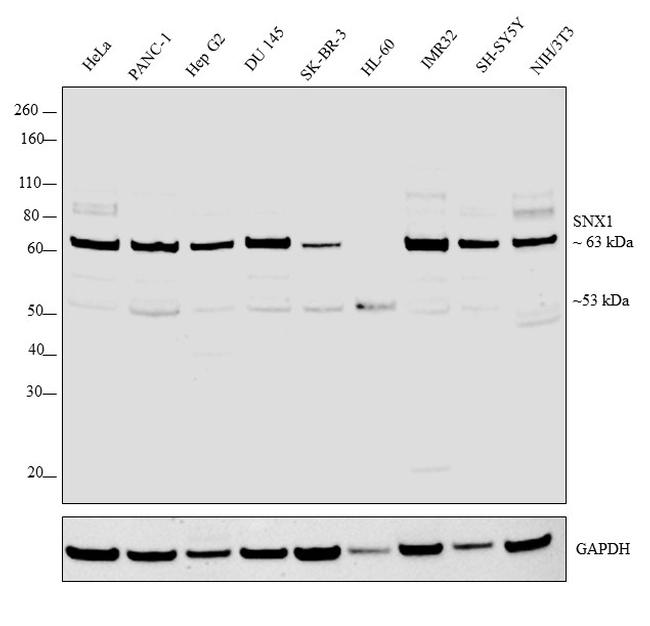 SNX1 Antibody in Western Blot (WB)