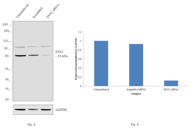 SNX1 Antibody