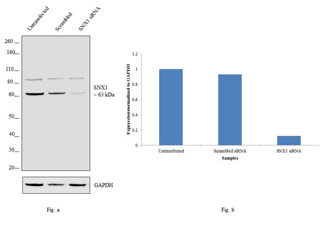 SNX1 Antibody in Western Blot (WB)