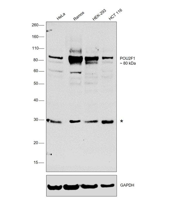 OCT1 (POU2F1) Antibody in Western Blot (WB)