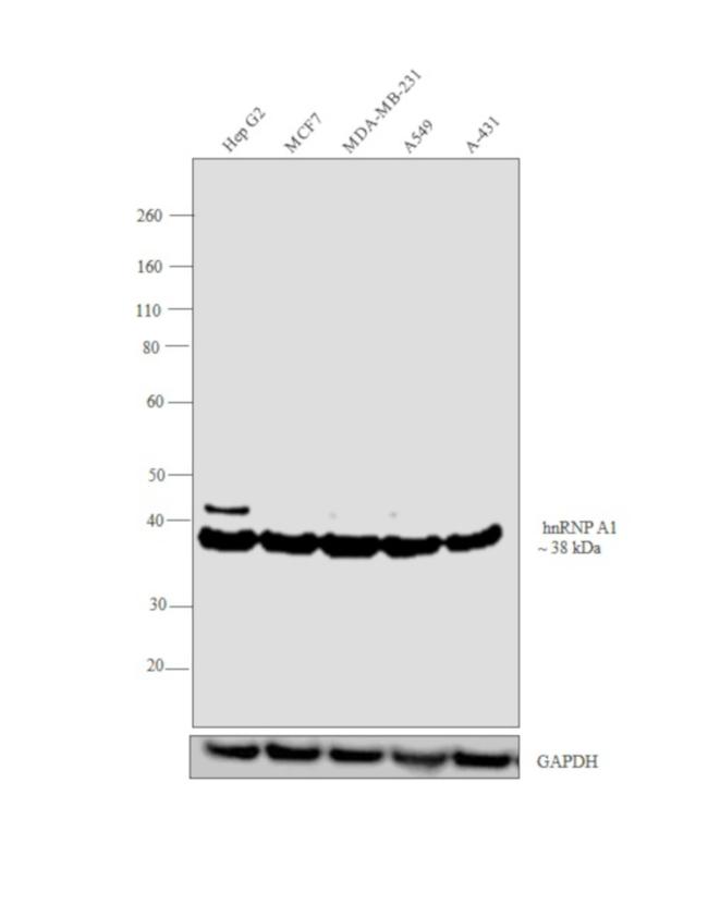 hnRNP A1 Antibody in Western Blot (WB)