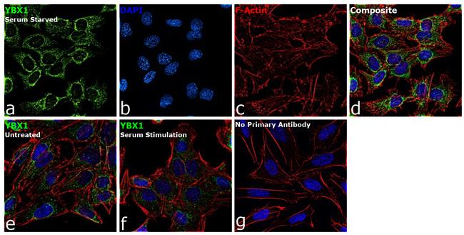 YBX1 Antibody