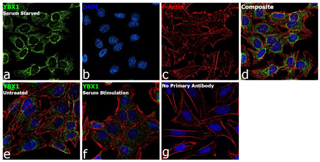 YBX1 Antibody in Immunocytochemistry (ICC/IF)