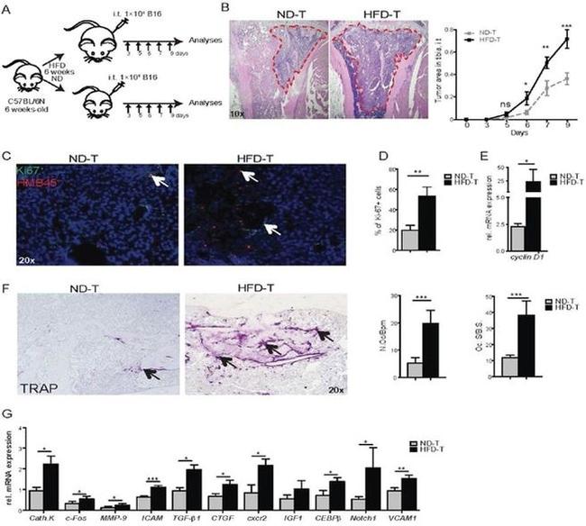 Ki-67 Antibody in Immunohistochemistry (Paraffin) (IHC (P))