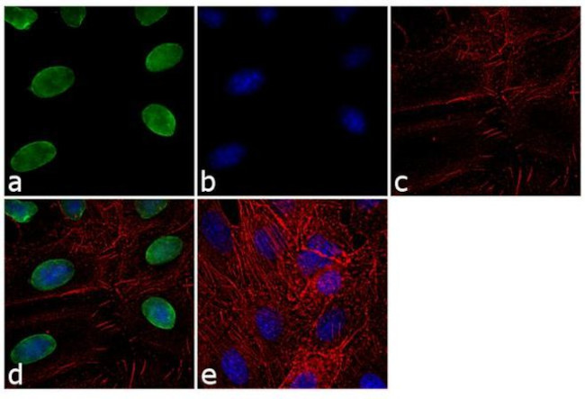 Lamin B1 Antibody in Immunocytochemistry (ICC/IF)