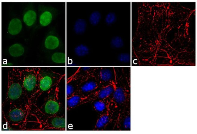 Lamin B1 Antibody in Immunocytochemistry (ICC/IF)