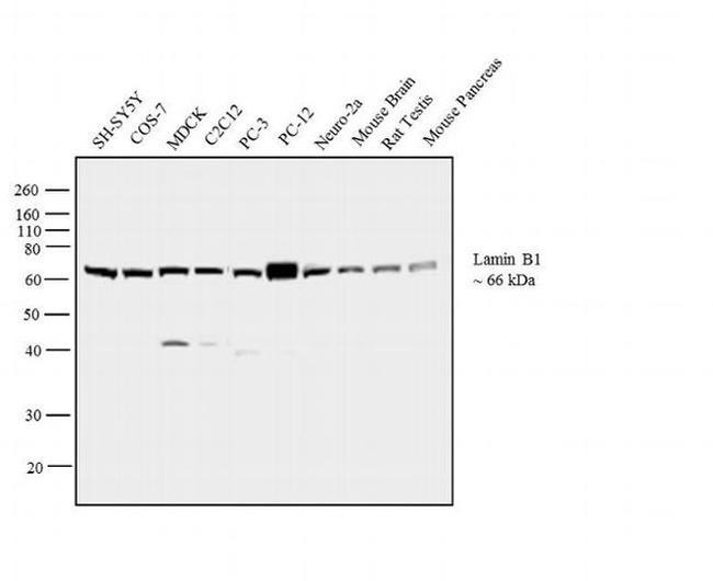 Lamin B1 Antibody in Western Blot (WB)