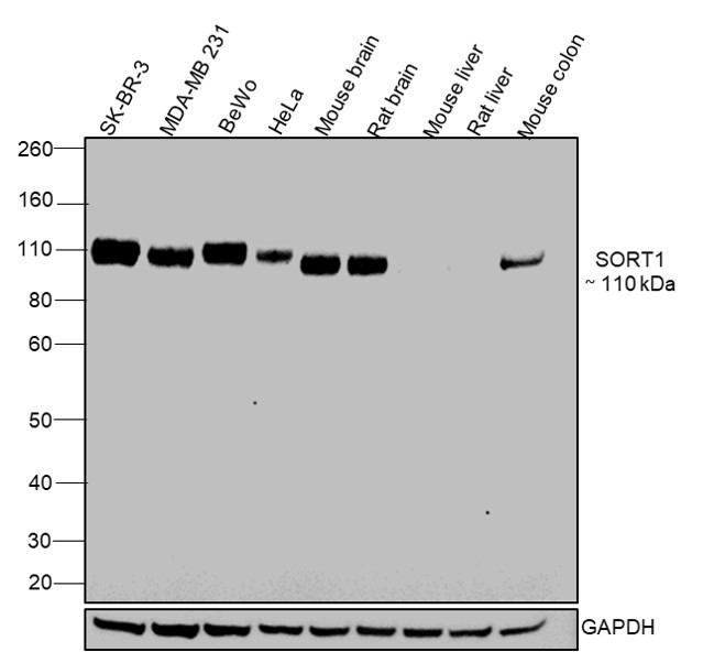 Sortilin Antibody