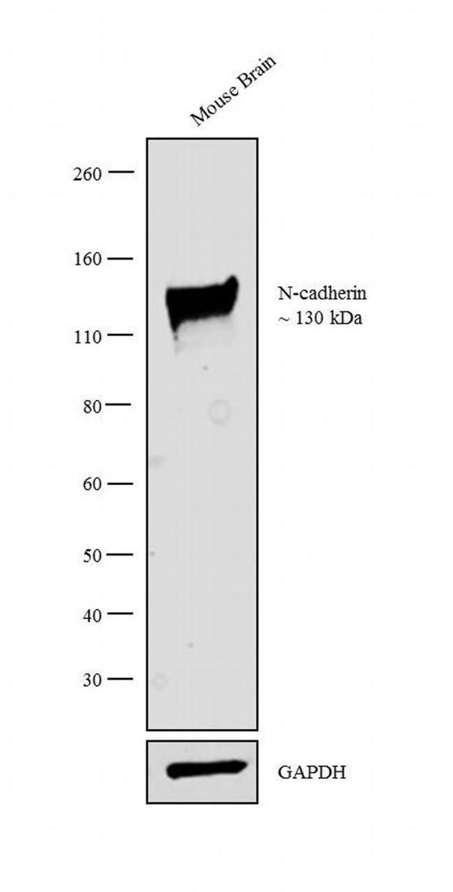 N-cadherin Antibody in Western Blot (WB)