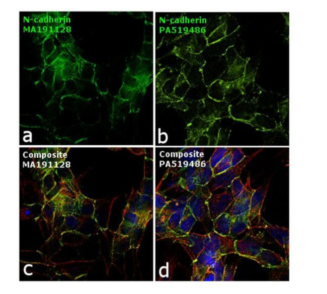 N-cadherin Antibody