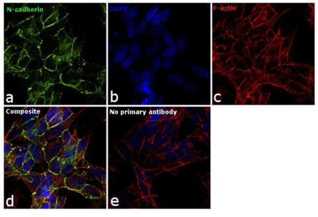 N-cadherin Antibody in Immunocytochemistry (ICC/IF)