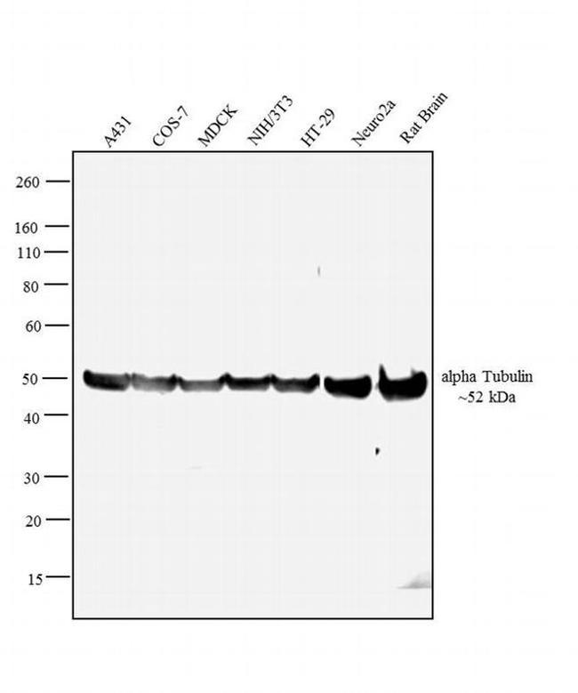 alpha Tubulin Antibody in Western Blot (WB)