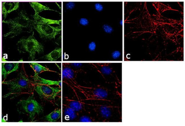 alpha Tubulin Antibody in Immunocytochemistry (ICC/IF)