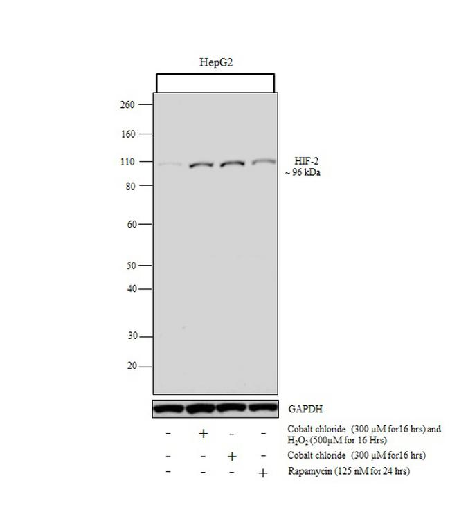 Arginase 1 Antibody