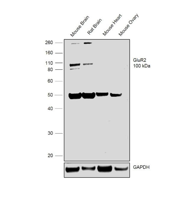 GluR2 Antibody in Western Blot (WB)