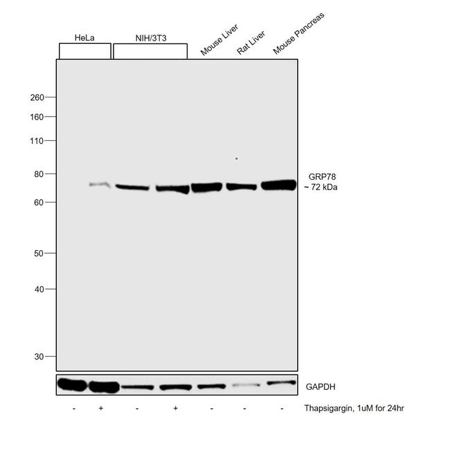 GRP78 Antibody in Western Blot (WB)