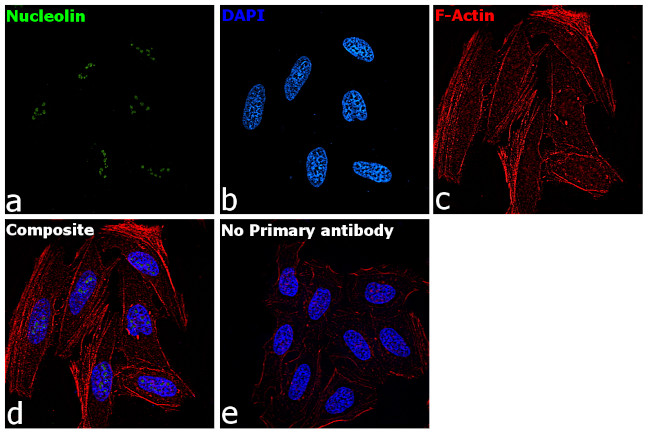 Nucleolin Antibody in Immunocytochemistry (ICC/IF)