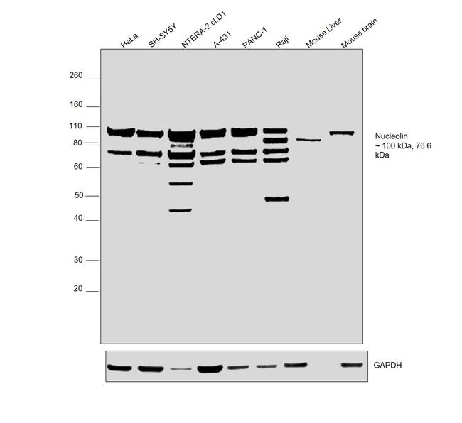 Nucleolin Antibody in Western Blot (WB)