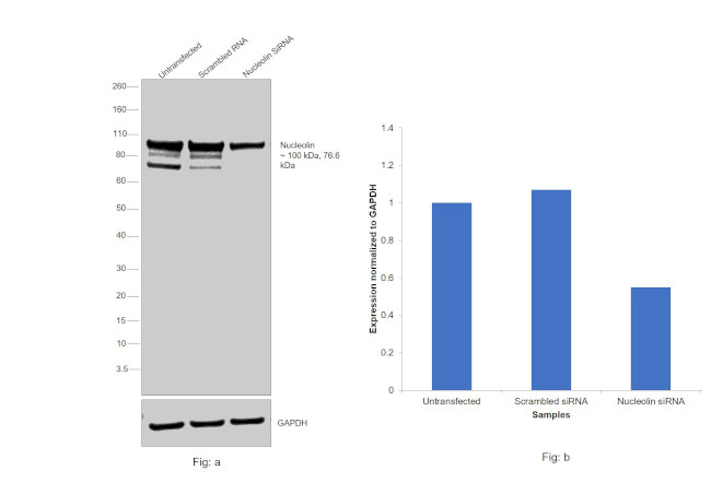 Nucleolin Antibody