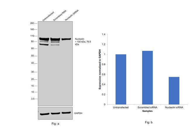 Nucleolin Antibody in Western Blot (WB)