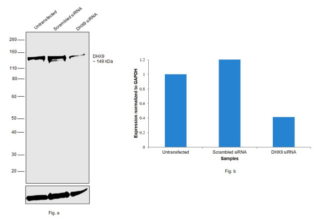 DHX9 Antibody