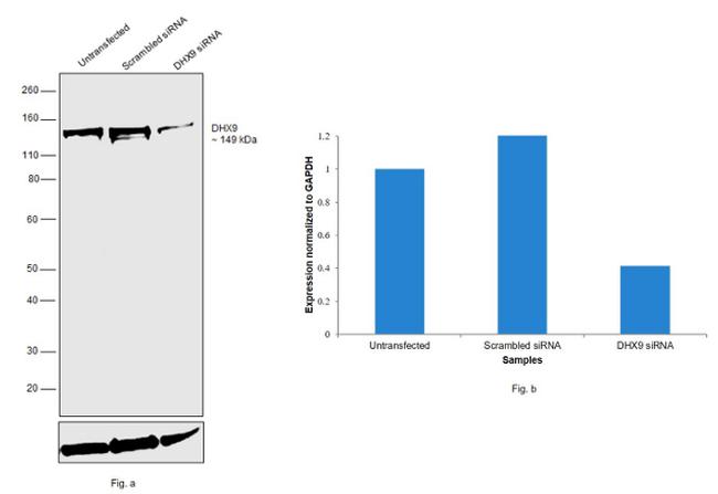 DHX9 Antibody in Western Blot (WB)