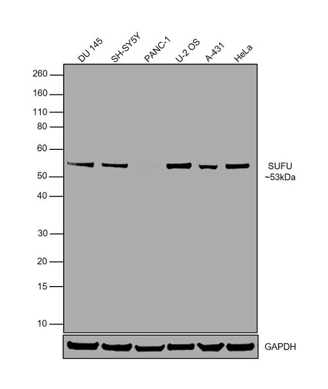 SUFU Antibody in Western Blot (WB)