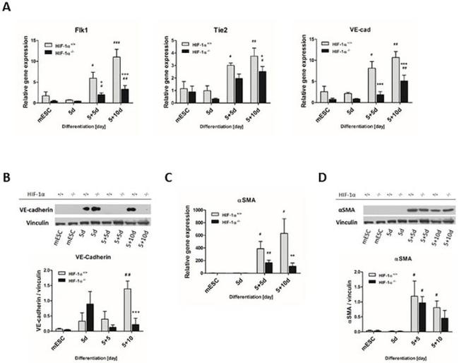 VE-cadherin Antibody in Western Blot (WB)