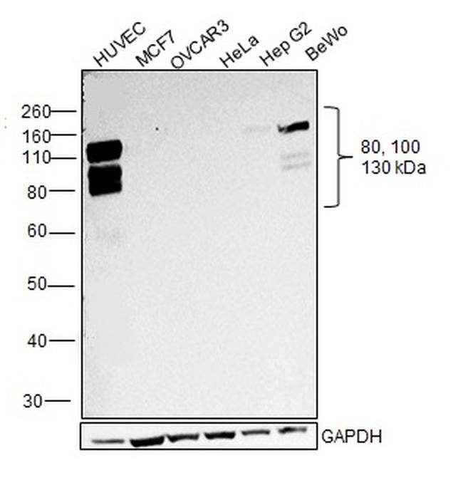 VE-cadherin Antibody in Western Blot (WB)