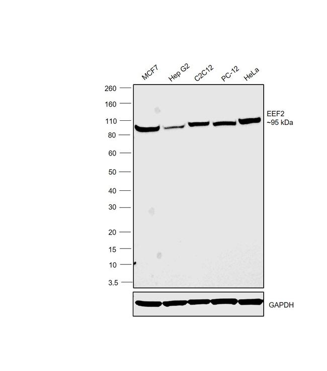 EEF2 Antibody in Western Blot (WB)