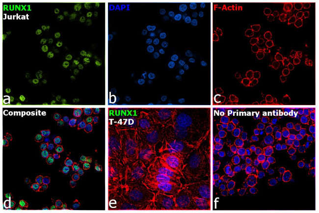 RUNX1 Antibody in Immunocytochemistry (ICC/IF)