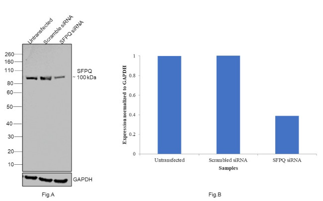 SFPQ Antibody