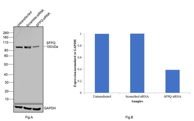 SFPQ Antibody in Western Blot (WB)