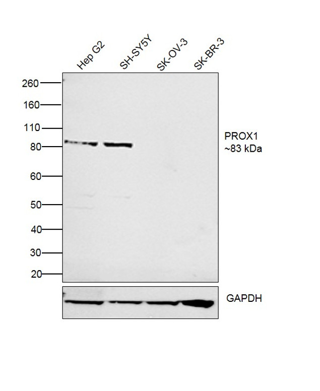 PROX1 Antibody