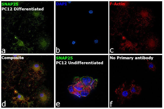 SNAP25 Antibody in Immunocytochemistry (ICC/IF)