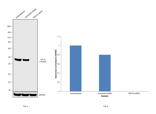 TDP-43 Antibody in Western Blot (WB)