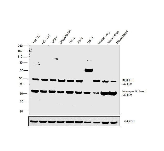 Flotillin 1 Antibody