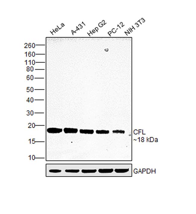 Cofilin Antibody in Western Blot (WB)