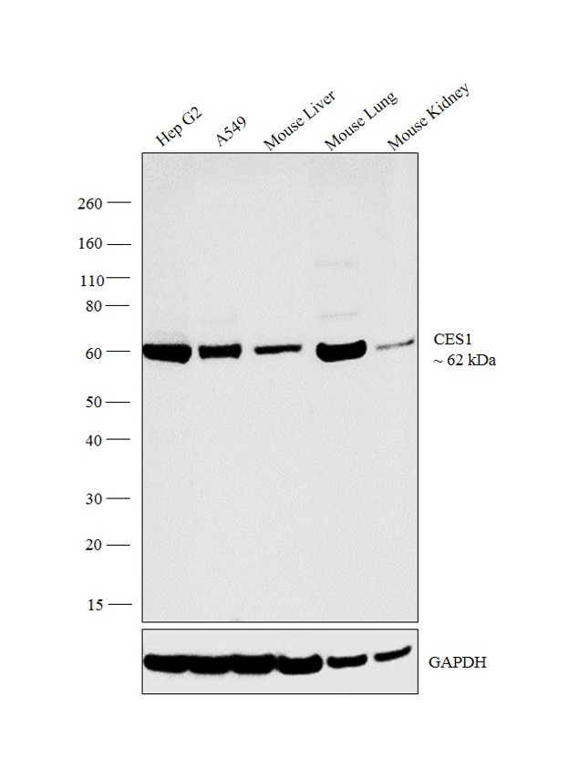 CES1 Antibody