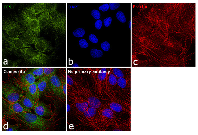 CES1 Antibody in Immunocytochemistry (ICC/IF)